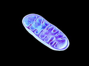 mitochondria, cellular organelles, produce energy, cell energy a