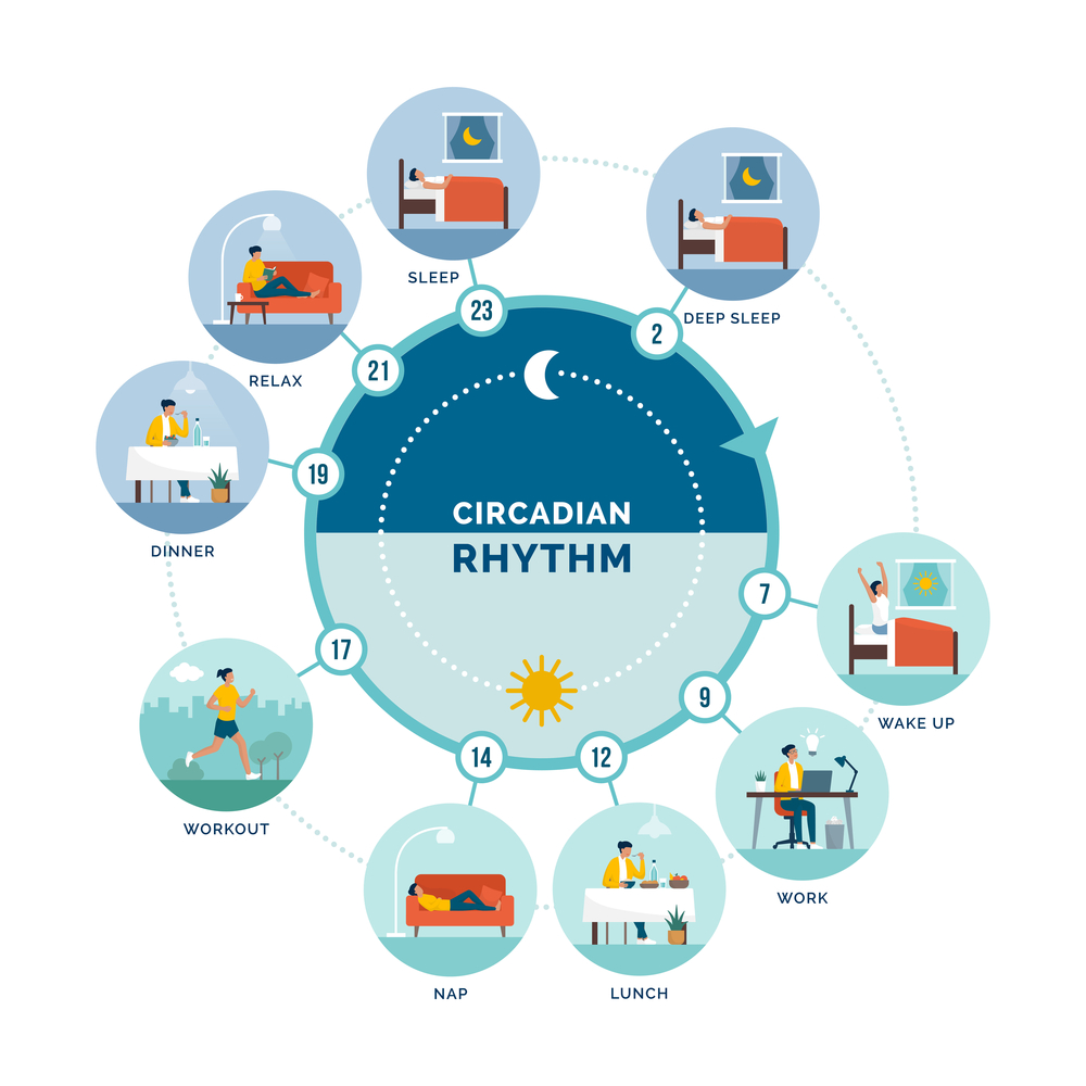 An illustrative representation of the circadian rhythm. The illustration depicts a 24-hour clock-like cycle, with peaks and troughs, symbolizing the natural fluctuations in human body functions and behaviors over the course of a day. 
