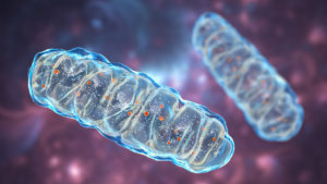 mitochondria, a membrane enclosed cellular organelles, which produce energy