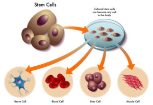 Vector illustration depicting stem cells